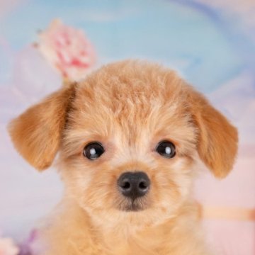 ポメプー(ポメラニアン×トイプードル)【岐阜県・男の子・2025年4月20日・オレンジ】の写真「ブリーダーアワード岐阜県No1！当日見学OＫ🌟」