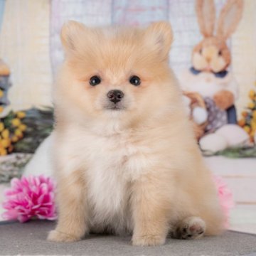ポメラニアン【岐阜県・女の子・2025年6月18日・クリーム】の写真「ブリーダーアワード岐阜県No1！当日見学OK✨」