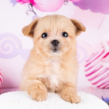 マルプー(トイプードル×マルチーズ)【岐阜県・男の子・2025年9月21日・アプリコット】の写真「12/13㈯・28㈰ワンちゃん大集合見学会開催🎉」