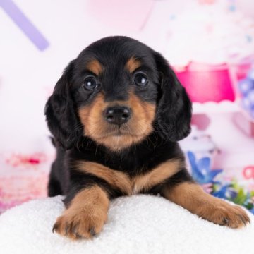 ミニチュアダックスフンド(ロング)【岐阜県・男の子・2025年9月18日・ブラック&タン】の写真「11/23㈰ワンちゃん大集合見学会開催🎉」