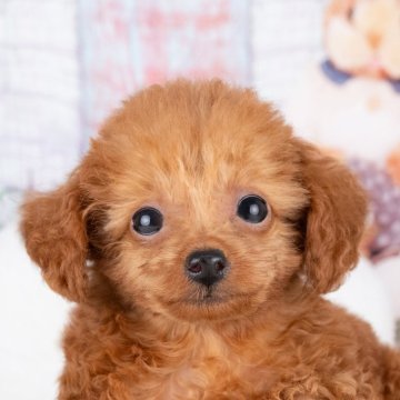 トイプードル(トイ)【岐阜県・女の子・2025年7月2日・レッド】の写真「9/28㈰ワンちゃん大集号見学会開催🎉」