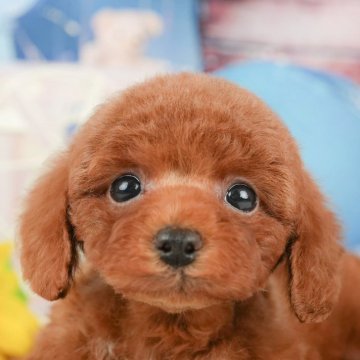 トイプードル(タイニー)【岐阜県・男の子・2024年12月13日・レッド】の写真「総額表示！！4月上旬見学可能予定✨」