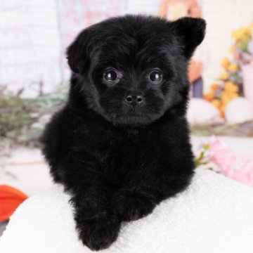 ポメプー(ポメラニアン×トイプードル)【岐阜県・女の子・2025年8月10日・ブラック】の写真「9/28㈰ワンちゃん大集合見学会開催🎉」