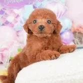 トイプードル(トイ)【岐阜県・男の子・2025年1月18日・レッド】の写真1「この子が気になった方は、[[この子犬の見学希望]]ボタンからお気軽にお問い合わせ下さい😊」