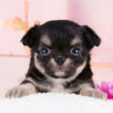 チワワ(ロング)