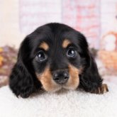 ミニチュアダックスフンド(ロング)