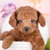 トイプードル(トイ)【岐阜県・女の子・2025年9月23日・レッド】の写真1「マイクロチップ・接種済みワクチン・健康診断込みの総額です🐶💉」