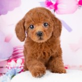 トイプードル(トイ)