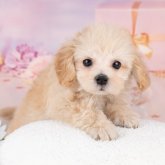 マルプー(トイプードル×マルチーズ)