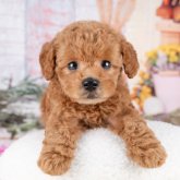 トイプードル(トイ)