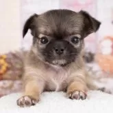 チワワ(ロング)