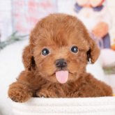 トイプードル(トイ)