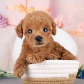 トイプードル(トイ)