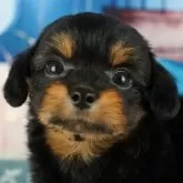 チワプー(チワワ×トイプードル)【岐阜県・男の子・2024年10月26日・ブラックタン】の写真1「当日見学のお申込みも承っております🐶✨」