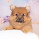 ポメラニアン
