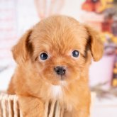 チワプー(トイプードル×チワワ)