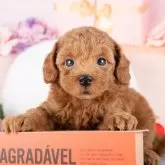 トイプードル(トイ)