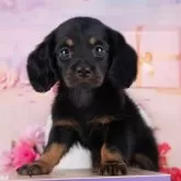 ミニチュアダックスフンド(ロング)【岐阜県・女の子・2025年9月28日・ブラック&タン】の写真1「マイクロチップ・接種済みワクチン・健康診断込みの総額です🐶💉」