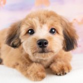 ポメプー(ポメラニアン×トイプードル)