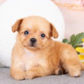 チワプー(トイプードル×チワワ)