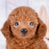 トイプードル(トイ)