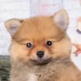 ポメラニアン