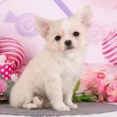 チワワ(ロング)