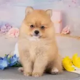 ポメラニアン