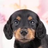 ミニチュアダックスフンド(ロング)【岐阜県・男の子・2025年9月18日・ブラック&タン】の写真1「マイクロチップ・接種済みワクチン・健康診断込みの総額です🐶💉」