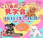 ミニチュアダックスフンド(ロング)【岐阜県・男の子・2025年8月26日・ブラック&タン】の写真2「見学会開催決定🎉 気になるワンちゃんたちを一度に見られるチャンスはここだけ🐶」
