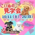 ポメチワ(ポメラニアン×チワワ)【岐阜県・男の子・2025年6月29日・オレンジセーブル】の写真2「見学会開催決定🎉 気になるワンちゃんたちを一度に見られるチャンスはここだけ🐶」