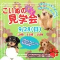 チワックス(チワワ×ダックスフンド)【岐阜県・男の子・2025年6月20日・クリーム】の写真2「見学会開催決定🎉 気になるワンちゃんたちを一度に見られるチャンスはここだけ🐶」