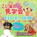 チワックス(チワワ×ダックスフンド)【岐阜県・男の子・2025年6月16日・シューデッドレッド】の写真2「見学会開催決定🎉 気になるワンちゃんたちを一度に見られるチャンスはここだけ🐶」