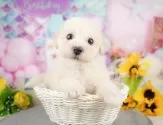 ビションプー(トイプードル×ビションフリーゼ)【岐阜県・男の子・2025年1月4日・クリーム】の写真2「生後44日」