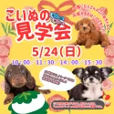 チワワ(ロング)【岐阜県・女の子・2025年12月27日・ホワイト&クリーム】の写真2「5/24㈰ ワンちゃん見学会開催🎉 たくさんのわんちゃんと出会えるチャンスはこの日だけ！」