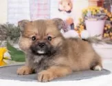 ポメラニアン【岐阜県・女の子・2025年7月14日・オレンジセーブル】の写真6「お子様、おじいちゃん、おばあちゃん👨‍👩‍👧‍👧皆様でワンちゃんに会いに来ませんか？💖」