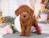 トイプードル(トイ)【岐阜県・女の子・2025年7月20日・レッド】の写真6「お子様、おじいちゃん、おばあちゃん👨‍👩‍👧‍👧皆様でワンちゃんに会いに来ませんか？💖」