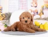 トイプードル(トイ)【岐阜県・女の子・2025年8月3日・レッド】の写真6「お子様、おじいちゃん、おばあちゃん👨‍👩‍👧‍👧皆様でワンちゃんに会いに来ませんか？💖」