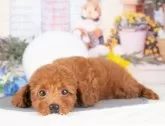 トイプードル(トイ)【岐阜県・男の子・2025年7月2日・レッド】の写真7「遠方の方やお忙しい方もオンラインでワンちゃんに会えます📱お気軽にお問い合わせください🌟」
