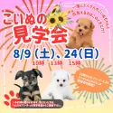 ポメプー(ポメラニアン×トイプードル)【岐阜県・男の子・2025年4月20日・オレンジ】の写真2「見学会開催決定🎉気になるワンちゃんたちを一度に見られるチャンスはここだけ🐶」