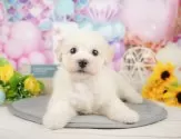 ビションプー(トイプードル×ビションフリーゼ)【岐阜県・男の子・2025年1月4日・クリーム】の写真7「生後44日」