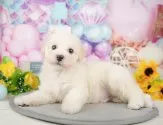 ビションプー(トイプードル×ビションフリーゼ)【岐阜県・男の子・2025年1月4日・クリーム】の写真8「生後44日」