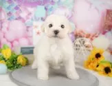 ビションプー(トイプードル×ビションフリーゼ)【岐阜県・男の子・2025年1月4日・クリーム】の写真9「生後44日」