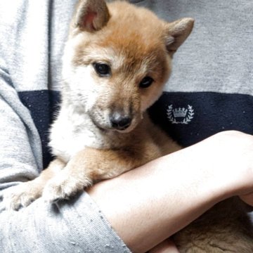 柴犬(豆柴)【大分県・男の子・2025年9月8日・赤】の写真「とにかく元気に走ってます」