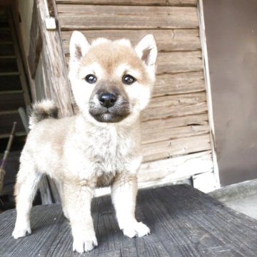 柴犬(豆柴)【大分県・男の子・2025年9月8日・赤】の写真「11月23日現在１３００グラムの元気な男の子」