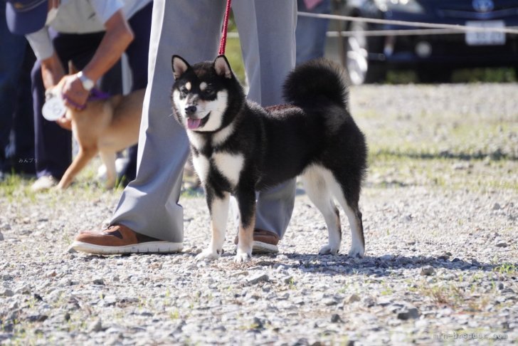 展覧会風景｜寺西　昌美(てらにし　まさみ)ブリーダー(愛知県・柴犬・日本犬保存会登録)の紹介写真1