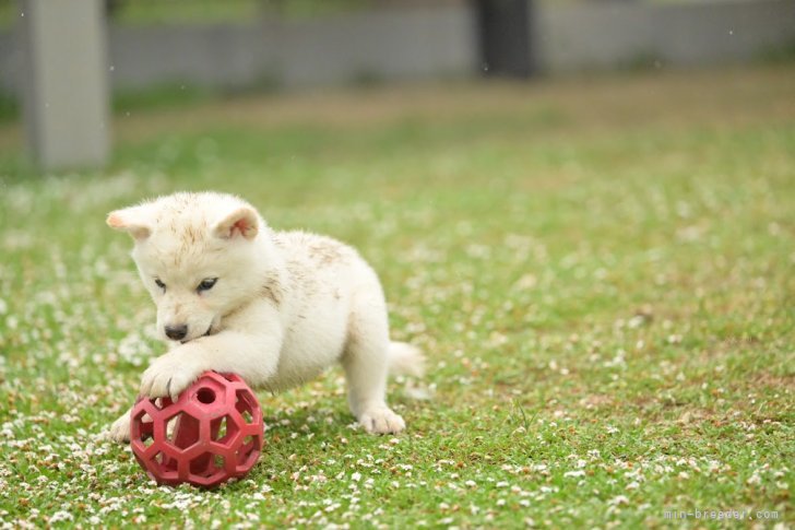 我が家の生後2ヶ月の時の様子｜寺西　昌美(てらにし　まさみ)ブリーダー(愛知県・柴犬・日本犬保存会登録)の紹介写真4