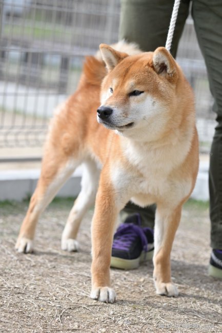 展覧会に向けて練習中｜寺西　昌美(てらにし　まさみ)ブリーダー(愛知県・柴犬・日本犬保存会登録)の紹介写真6