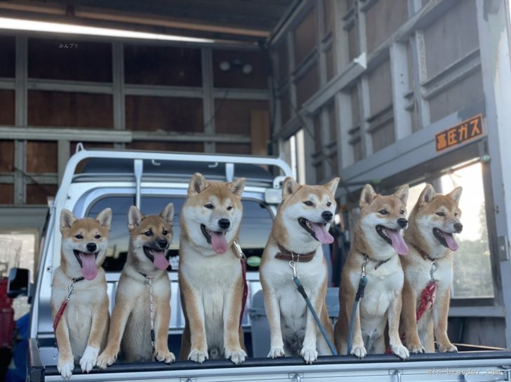 我家の代名詞　軽トラ警備隊｜寺西　昌美(てらにし　まさみ)ブリーダー(愛知県・柴犬・日本犬保存会登録)の紹介写真7