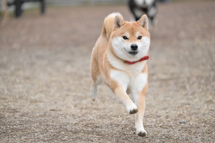 柴犬【・女の子・2021年2月3日・赤】「（我が家の）ドッグランで駆け回っています。」